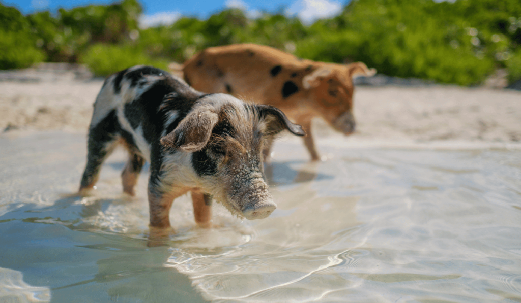 Pig Beach, Big Major Cay - A famous beach where you can swim with adorable swimming pigs.