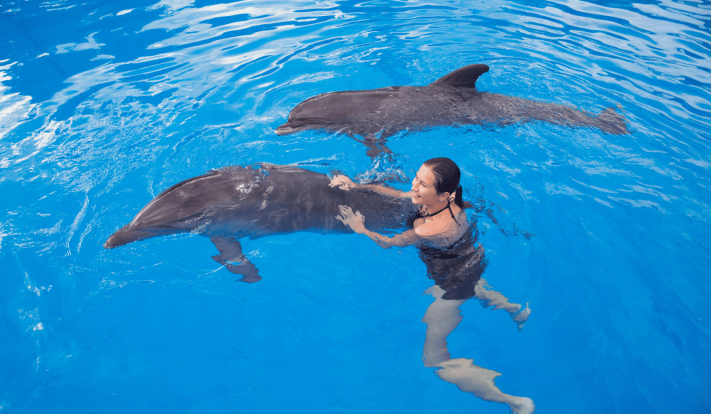 Swimming with dolphins in Cozumel, Mexico. In this image, a person is joyfully swimming alongside a group of friendly dolphins in a clear, turquoise lagoon. The dolphins display graceful and playful behavior, creating a memorable and interactive experience for the swimmer. This activity allows visitors to connect with these intelligent marine mammals in the pristine waters of Cozumel.