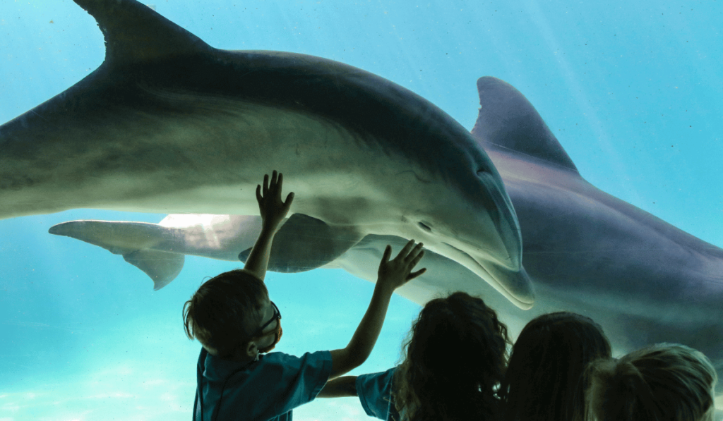Dolphins-In-SeaWorld-Orlando-Florida-USA