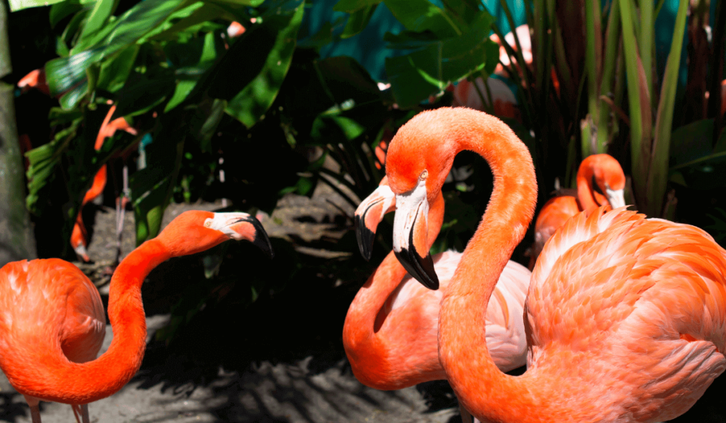 Flamingo-Park-Orlando-Florida-USA